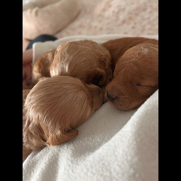 Maltipoo - Bitches