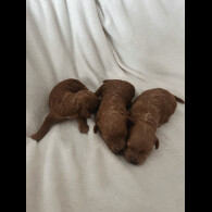 Maltipoo - Bitches