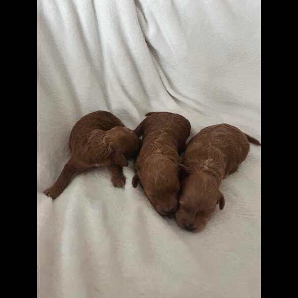 Maltipoo - Bitches
