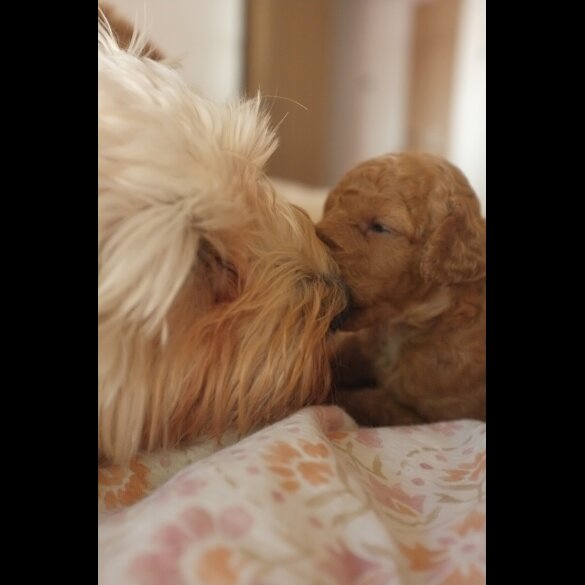 Maltipoo - Bitches