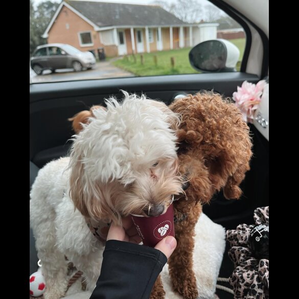 Maltipoo - Bitches