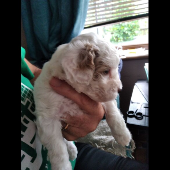 Maltipoo - Both