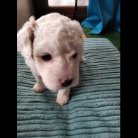 Maltipoo - Both