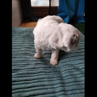 Maltipoo - Both