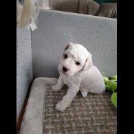 Maltipoo - Both