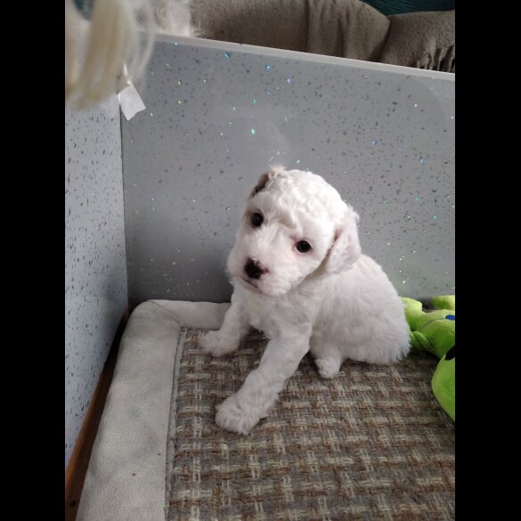 Maltipoo - Both