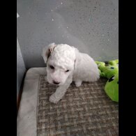 Maltipoo - Both