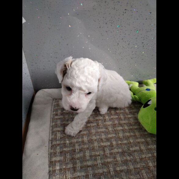 Maltipoo - Both