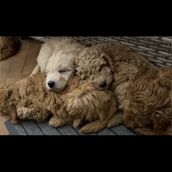 Miniature Poodle - Dogs