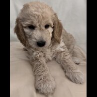 Miniature Poodle - Dogs