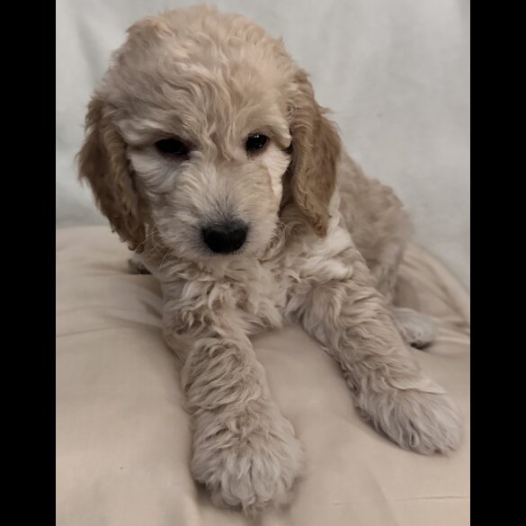 Miniature Poodle - Dogs