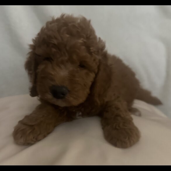 Miniature Poodle - Dogs