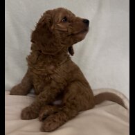 Miniature Poodle - Dogs