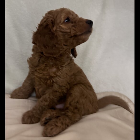 Miniature Poodle - Dogs