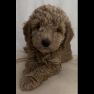 Miniature Poodle - Dogs