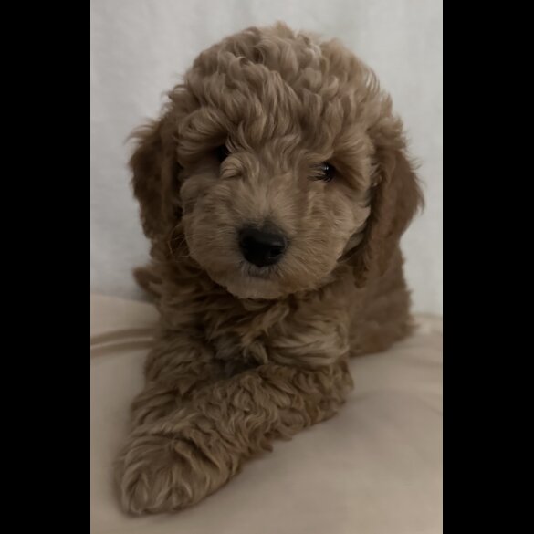 Miniature Poodle - Dogs