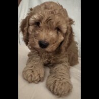 Miniature Poodle - Dogs