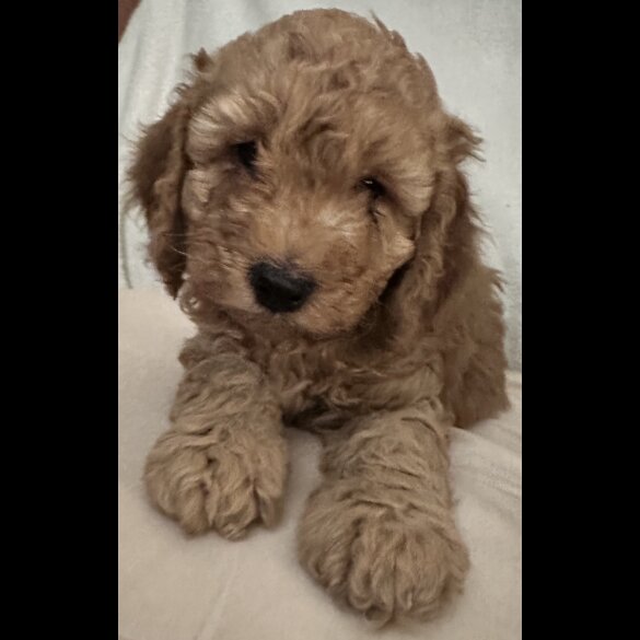 Miniature Poodle - Dogs