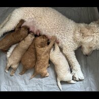 Miniature Poodle - Dogs