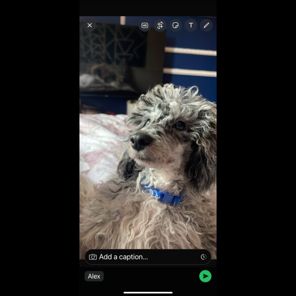 Miniature Poodle - Dogs