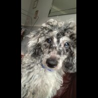 Miniature Poodle - Dogs