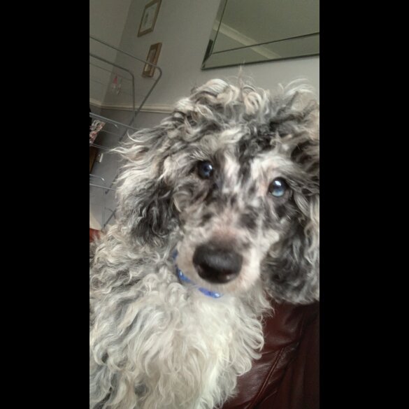 Miniature Poodle - Dogs