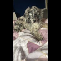 Miniature Poodle - Dogs