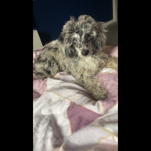 Miniature Poodle - Dogs