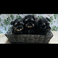 Miniature Schnauzer - Both