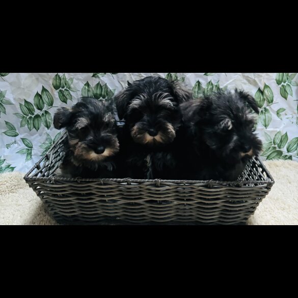 Miniature Schnauzer - Both