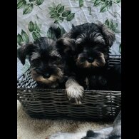 Miniature Schnauzer - Both