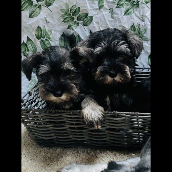Miniature Schnauzer - Both
