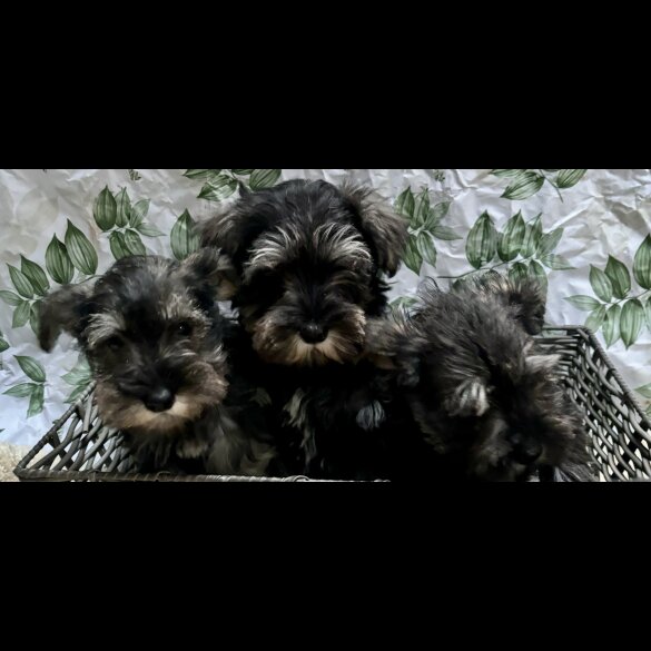 Miniature Schnauzer - Both