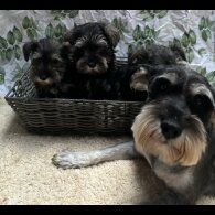 Miniature Schnauzer - Both