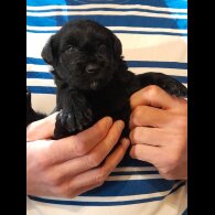 Miniature Schnauzer - Both