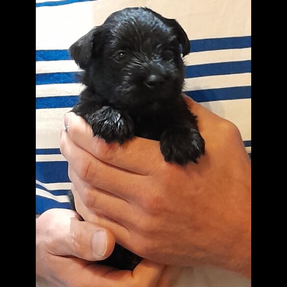 Miniature Schnauzer - Both