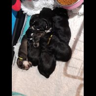 Miniature Schnauzer - Both