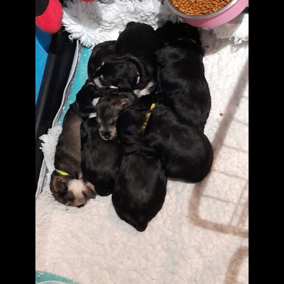 Miniature Schnauzer - Both