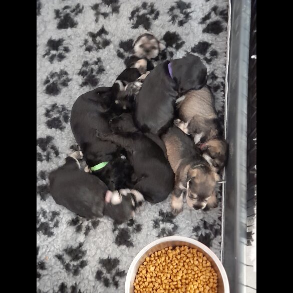 Miniature Schnauzer - Both