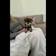 Miniature Schnauzer - Both