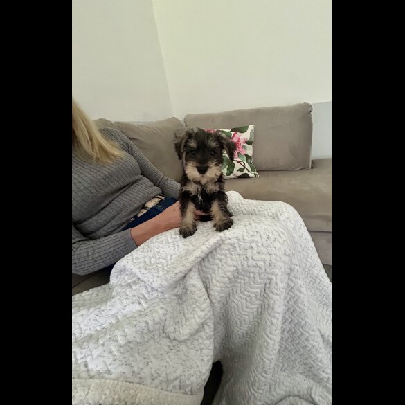 Miniature Schnauzer - Both