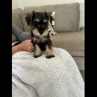 Miniature Schnauzer - Both