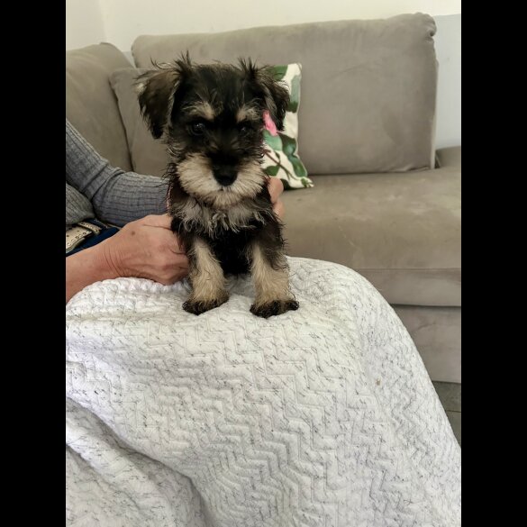 Miniature Schnauzer - Both