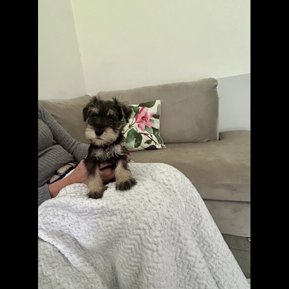 Miniature Schnauzer - Both