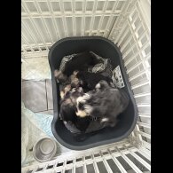 Miniature Schnauzer - Both