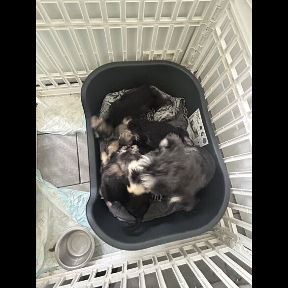 Miniature Schnauzer - Both