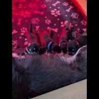 Miniature Schnauzer - Both