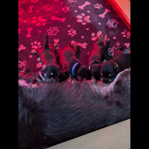Miniature Schnauzer - Both