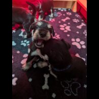 Miniature Schnauzer - Both