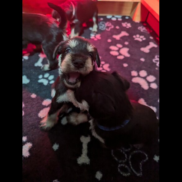 Miniature Schnauzer - Both
